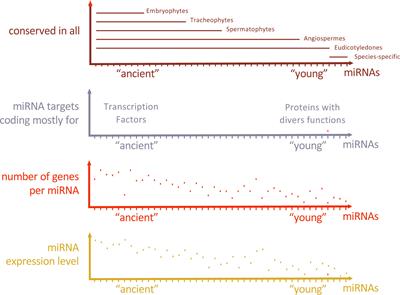 Plant miRNA integrated functions in development and reproduction